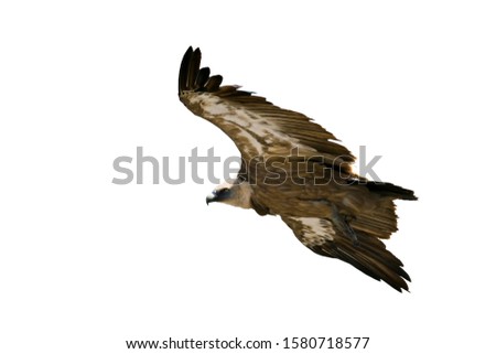 Similar – Foto Bild Griffon Vulture (Gyps fulvus) freigegeben