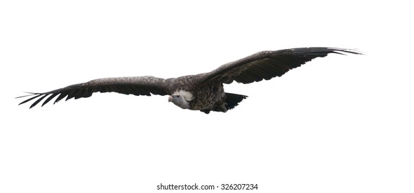 Flying Vulture Isolated On White Background