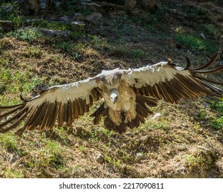 Flying Vulture In Park Mergentheim