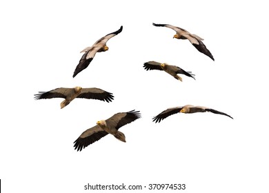 Flying vultures. Isolated on white background. Birds: Egyptian Vulture. Neophron percnopterus.