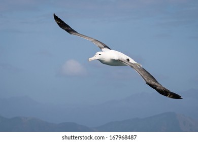 Flying wandering  albatross