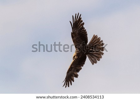 Flying western marsh harrier (Circus aeruginosus) Toledo, Spain