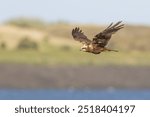 Flying Western marsh-harrier (Circus aeruginosus), female, Texel, North Holland, Netherlands