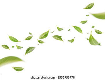 Flying whirl green leaves in the air, Healthy products by organic natural ingredients concept, Empty space in studio shot isolated on white background long banner - Shutterstock ID 1555958978