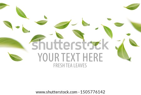 Flying whirl green leaves in the air, Healthy products by organic natural ingredients concept, Empty space in studio shot isolated on white background long banner
