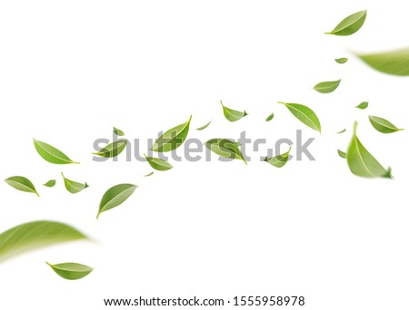 Flying whirl green leaves in the air, Healthy products by organic natural ingredients concept, Empty space in studio shot isolated on white background long banner
