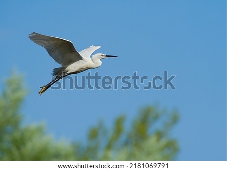 Flying white beauty. Litlle Egret. Kis-Balaton.      