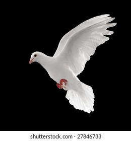 Flying White Dove Isolated On Black Background