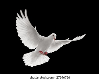 Flying White Dove Isolated On Black Background