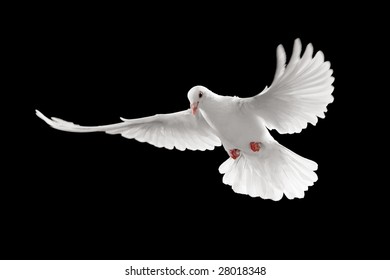 Flying White Dove Isolated On Black Background