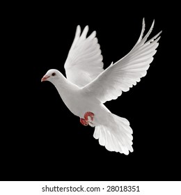 Flying White Dove Isolated On Black Background