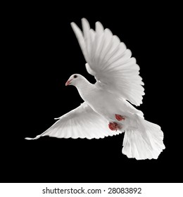 Flying White Dove Isolated On Black Background