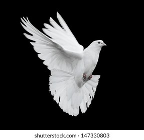 Flying White Dove On A Black Background