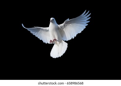 Flying White Dove On A Black Background