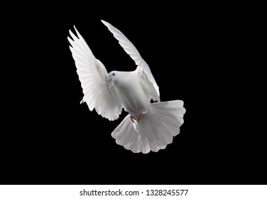 dove flying Images, Stock Photos & Vectors | Shutterstock