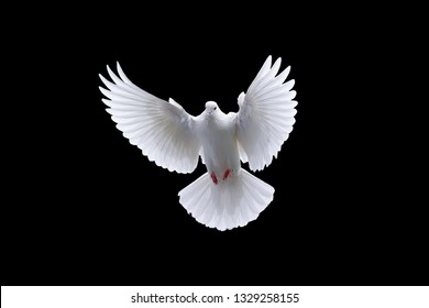 Flying white doves on a black background