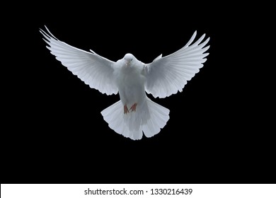Dove Flying Images, Stock Photos & Vectors | Shutterstock