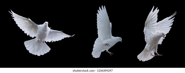 Flying white doves on a black background