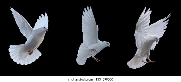 Flying white doves on a black background