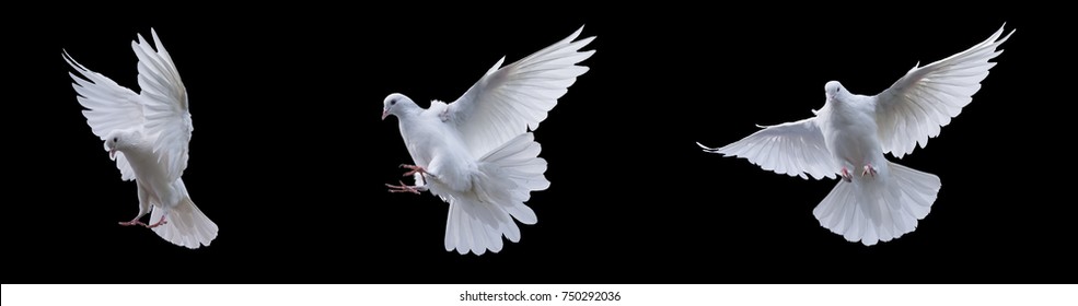 Flying white doves on a black background - Powered by Shutterstock