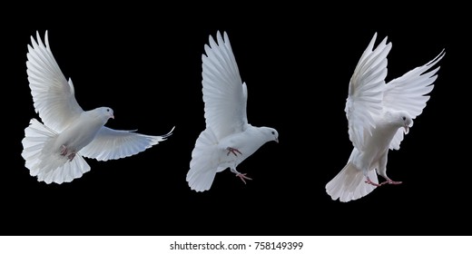 Flying White Doves On Black Background Stock Photo 758149399 | Shutterstock