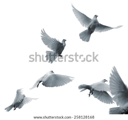 Flying white pigeons