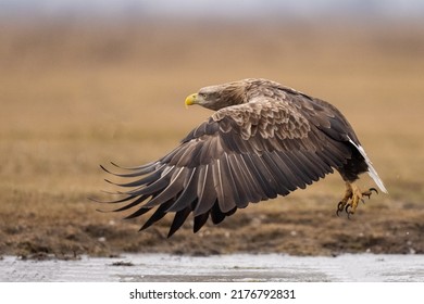 Flying White Tailed Eagle In National Park Hortobágy