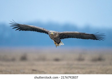 Flying White Tailed Eagle In National Park Hortobágy