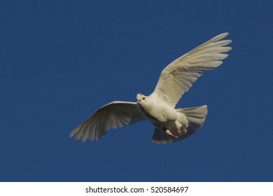 76 Jesus Dove Baptized Images, Stock Photos & Vectors | Shutterstock