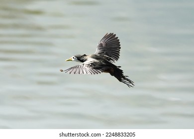 The flying White-breasted Waterhen over the lake