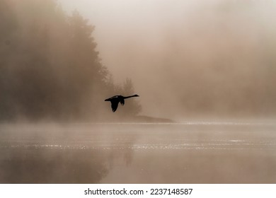 
Flying whooper swan. A whooper swan flies over a misty lake. The spread wings of a white bird. Finland's national bird. Swan is known around the world for its beauty, elegance, and grace. - Shutterstock ID 2237148587