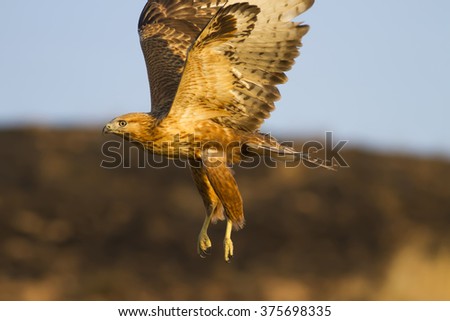 Similar – Awesome bird of prey in flight