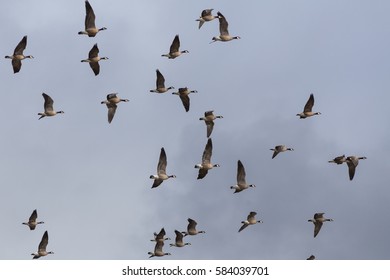 Flying Wild Geese Stock Photo 584039701 | Shutterstock