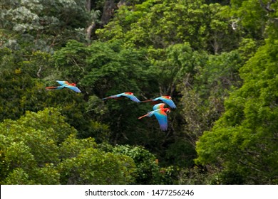 Flying Wild Red Macaws Family
