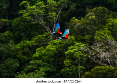 Flying Wild Red Macaws Family