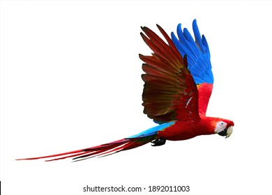 Flying wild red parrot, isolated on white background. Bright red and blue south american parrots,  Ara macao, Scarlet Macaw, flying with outstretched wings, wild amazonian bird.