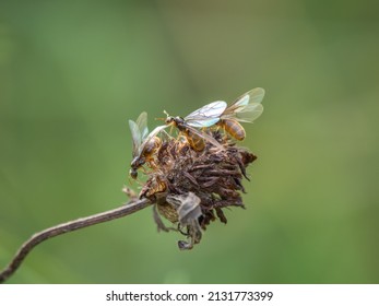 Flying Yellow Meadow Ants on a Dead Clover Flower Head