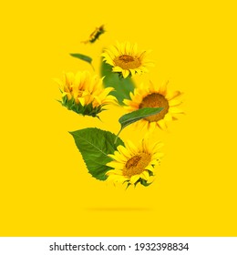Flying yellow sunflowers, green leaves on yellow background Flat lay. Beautiful sunflowers floral card. Harvest time, agriculture, farming. Creative background with Sunflower. Template for design