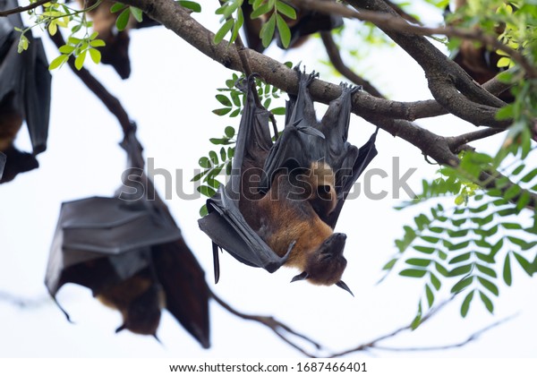 Flying-Fox\
or Fruit bat Feed the bat cub while hanging from a branch  during\
the day and spread its wings to cool it\
down.