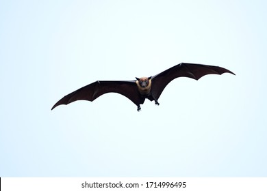 Fledermaus Bilder Stockfotos Und Vektorgrafiken Shutterstock