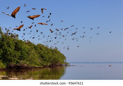 Flying-fox In Rinca, Indonesia