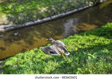 The flying-up duck