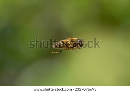 Flyong bee in the garden