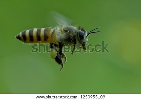 flyong honey bee