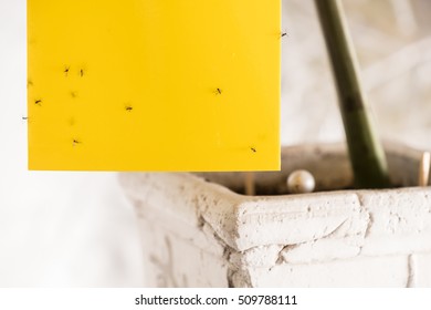 Flypaper Catches Dark Winged Fungus Gnat