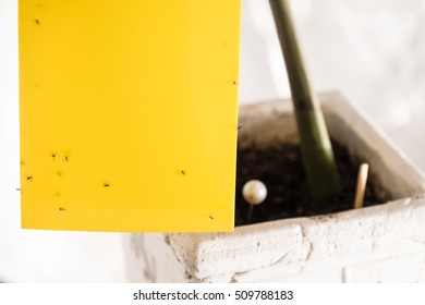 Flypaper Catches Dark Winged Fungus Gnat