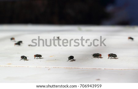flys