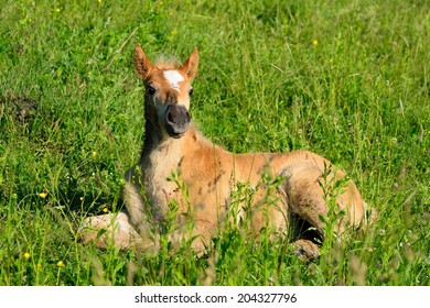 foal