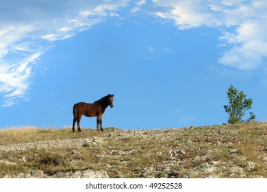  foal