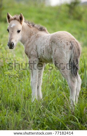 Similar – Foal II Environment